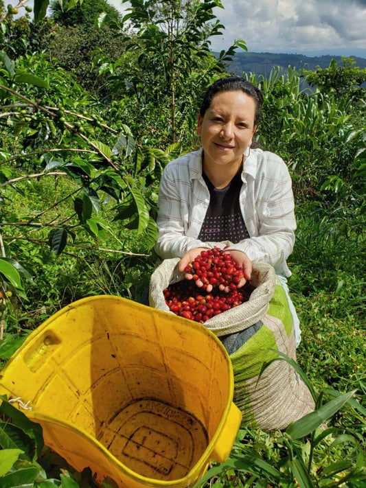 Colombia La Terraza Gesha