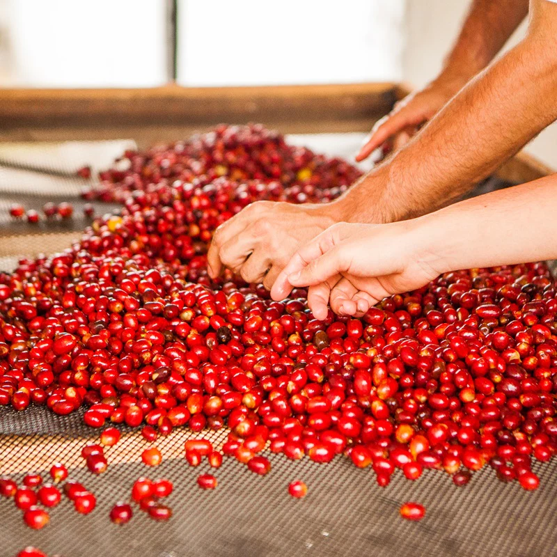 Colombia, El Vergel Decaf
