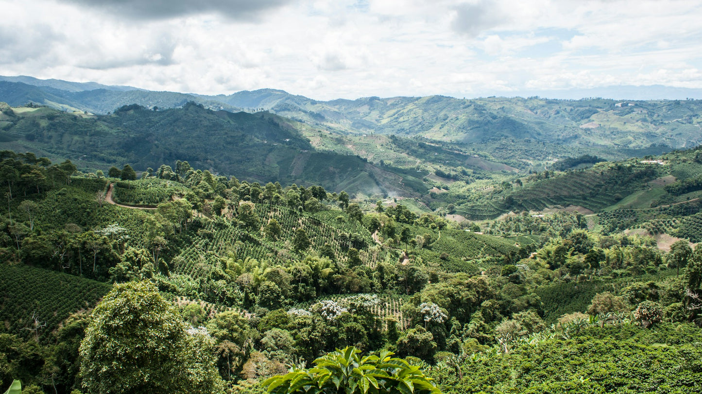 Colombia La Terraza Gesha
