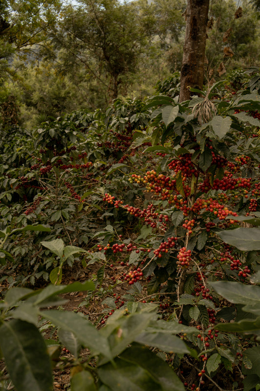 Guatemala Huehue